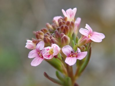 Aéthionème des rochers