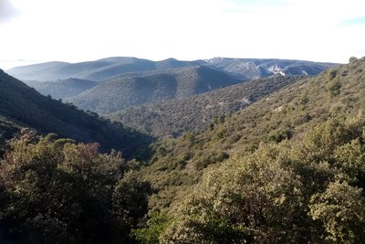 Forêt de la combe de Recaute