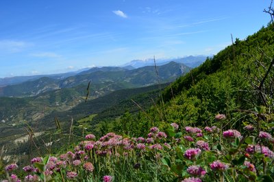 Anthyllide des montagnes