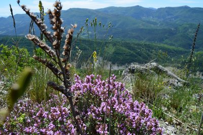 Thym commun (Thymus vulgaris)