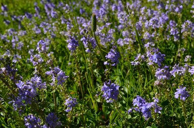 Véronique couchée (Veronica prostrata)