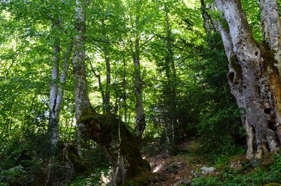 La forêt de Beynaves et ses hêtres remarquables