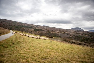 Déplacement du troupeau dans des grands espaces