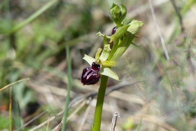 Ophrys de Provence