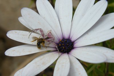 Araignée crabe, mimétique sur sa fleur hôte