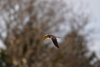Faucon crécerelle
