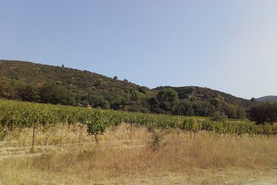 Vignes de Lourmarin