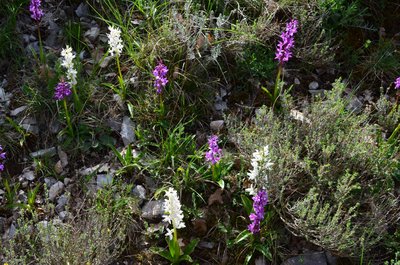 L'Orchis mâle (Orchis mascula) sur un sol rocailleux