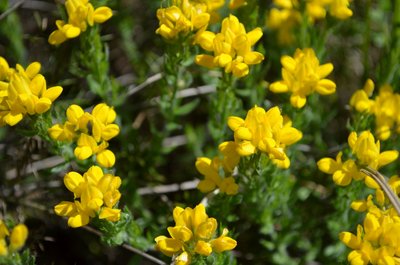Fleurs de Genêt d'Espagne (Genista hispanica)