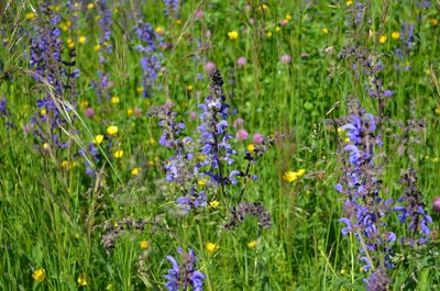 Prairie de Sauge des Près (Salvia pratensis)