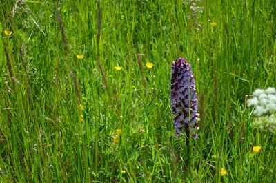 L'Orchis pourpre (Orchis purpurea)