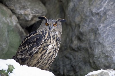 Hibou grand duc