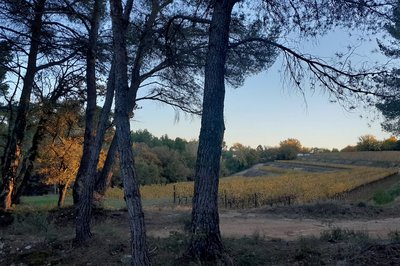 Vignes du Domaine de La Coquillade