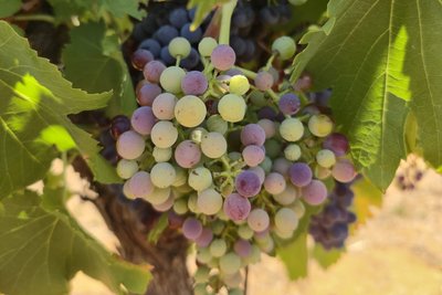 Véraison de raisins
