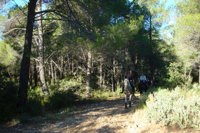 Forêt fermée à gauche et ouverte à droite