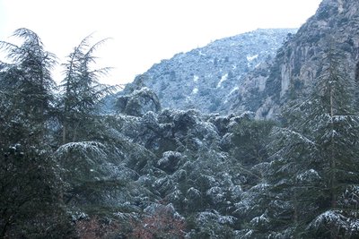 Cèdre de l'Atlas sous la neige