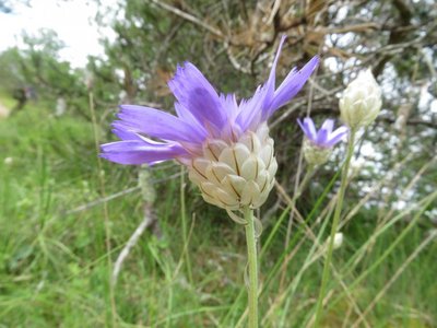 Catananche bleue