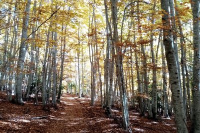 Hêtraie de l'adret de Lure