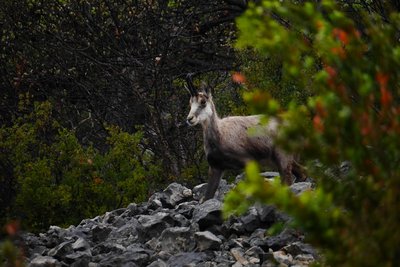 Chamois
