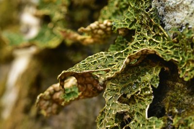 Lichen pulmonaire