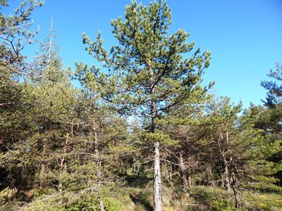 Pins noir d'Autriche