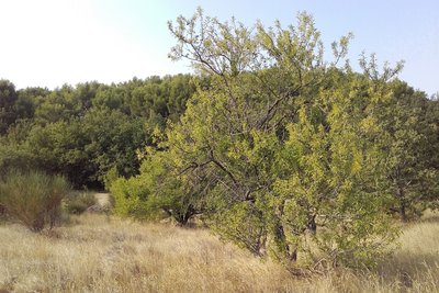 Amandiers du Carraire de Puyvert