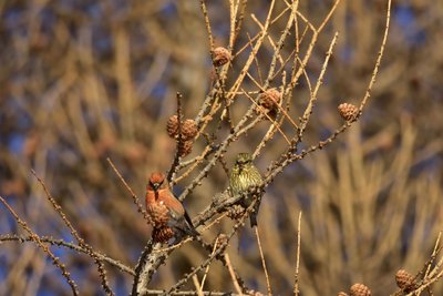 Bec croisé des sapins
