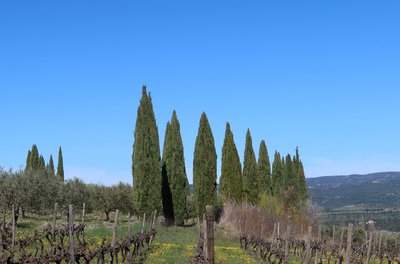 Haie protégeant les vignes