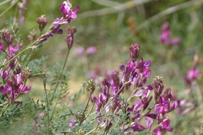 Sainfoin d'Europe