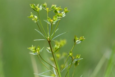 Euphorbe à feuilles de graminée