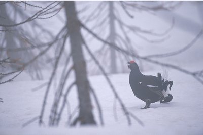 Tétras lyre en hiver