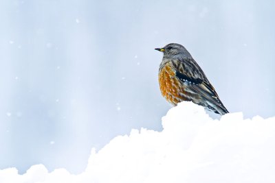 Accenteur alpin sous les flocons