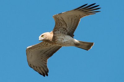 Circaète Jean-le-Blanc