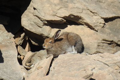 Lièvre variable en été