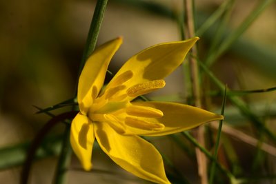 Tulipe sauvage