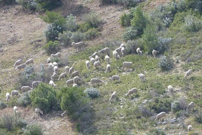 Troupeau de brebis dans la garrigue de Puget