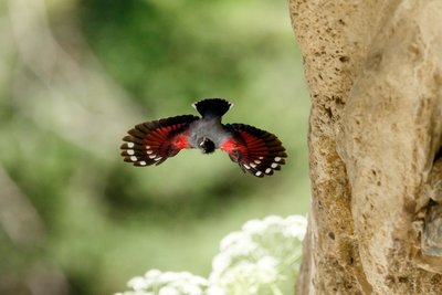 Le Tichodrome échelette en plein vol