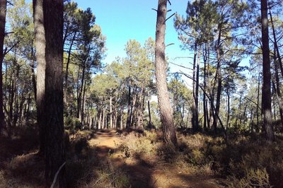 Pinède à Gargas