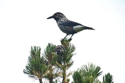 Casse noix moucheté