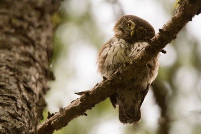 Chevêchette d'Europe