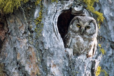 Chouette de Tengmalm