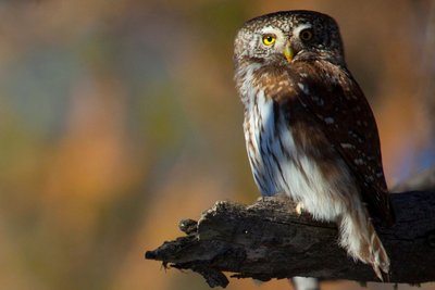 Chevêchette d'Europe