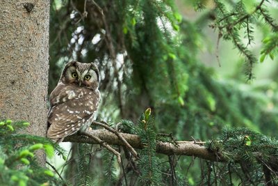 Chouette de Tengmalm