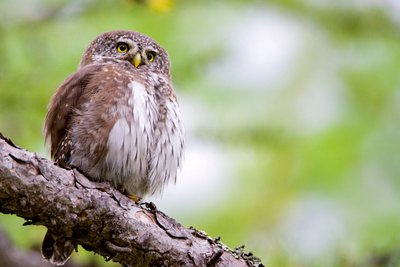 Chevêchette d'Europe