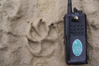 Empreinte de loup