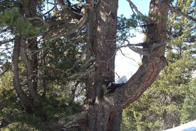Pin cembro dans le bois de Jalavez