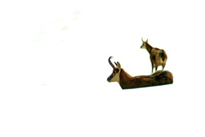 Chamois dans la neige