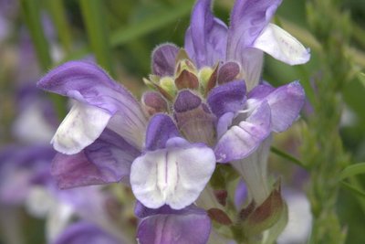 Scuttelaire des Alpes