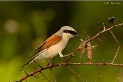 Pie-Grièche-Ecorcheur