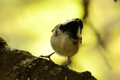 Mésange noire